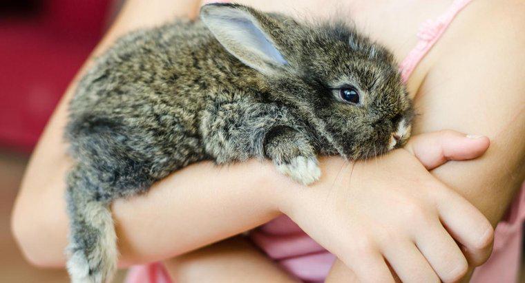Czy istnieją sklepy zoologiczne, które sprzedają króliczki?