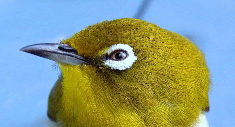 Czy kolor ptaków jest ślepy?