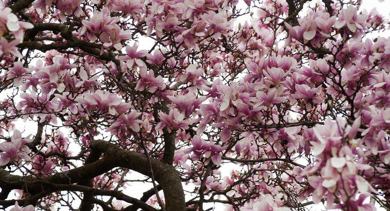 Co zapobiega drzewom magnolii przed kwitnieniem?