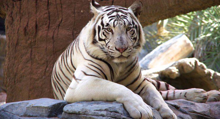 Ile białych tygrysów zostało na świecie?