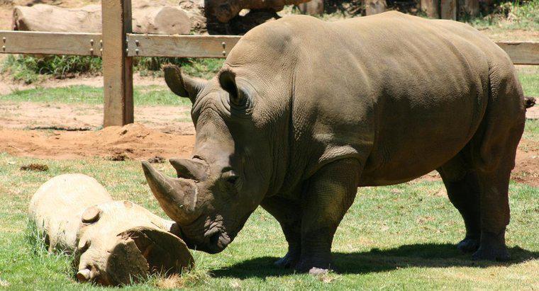Dlaczego nosorożce mają grubą skórę?