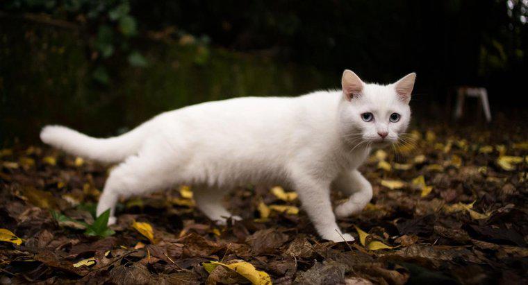 Co symbolizuje biały kot?
