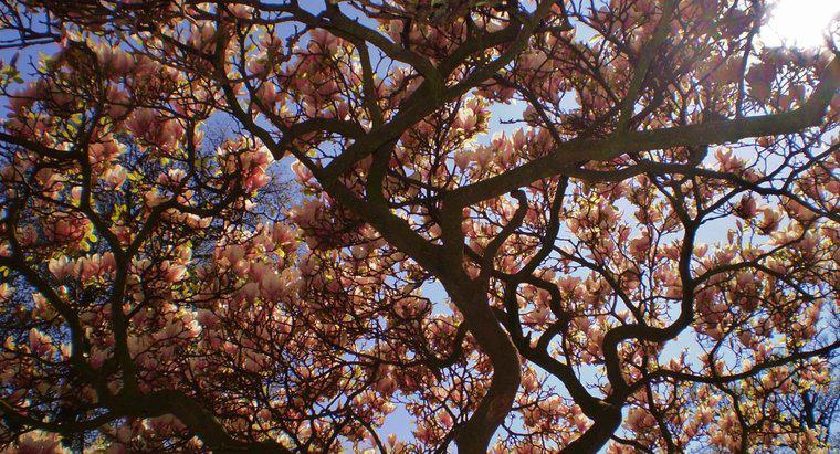 Jak szybko rośnie drzewo magnolii?