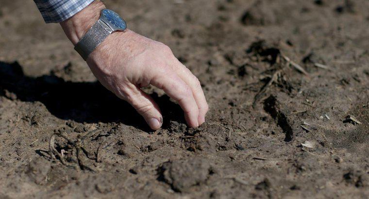 Dlaczego potrzebujemy gleby?