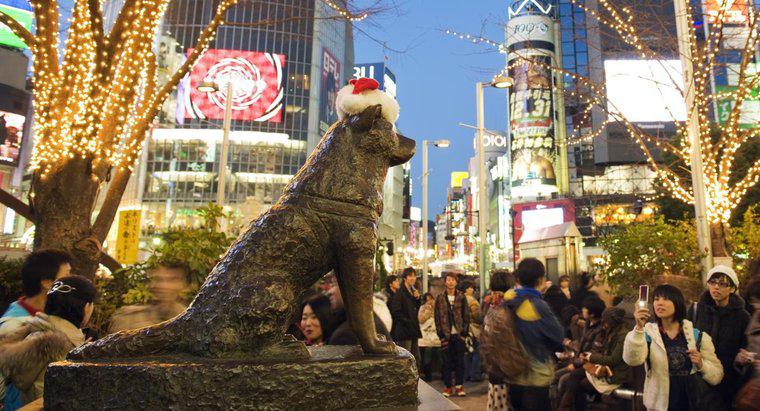 Co to jest Hachiko Breed of Dog?