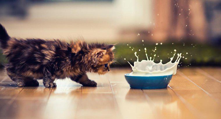 Dlaczego koty piją mleko?
