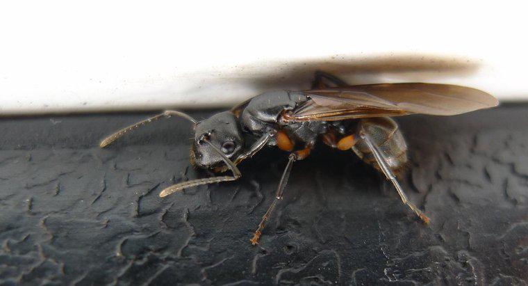 Czy mrówki mogą latać?