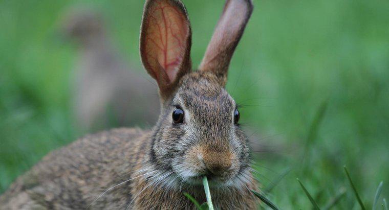 Jaki dźwięk robi królik?
