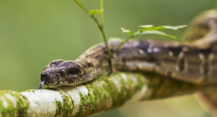 Które typy roślin odstraszają węże?