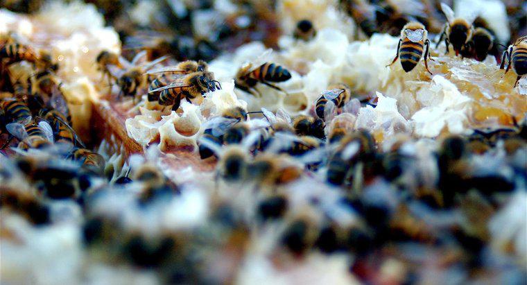 Jak komunikować się z pszczołami?