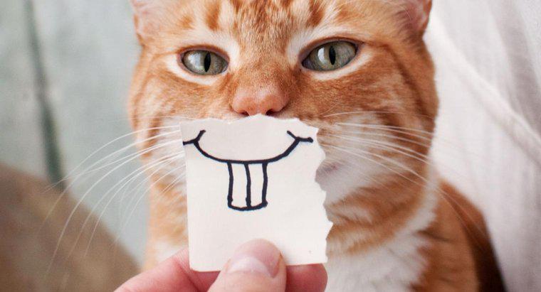 Czy Koty mogą się uśmiechać?