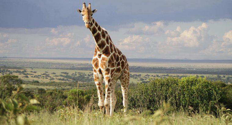 Jakie są drapieżniki i zdobycz żyrafy?