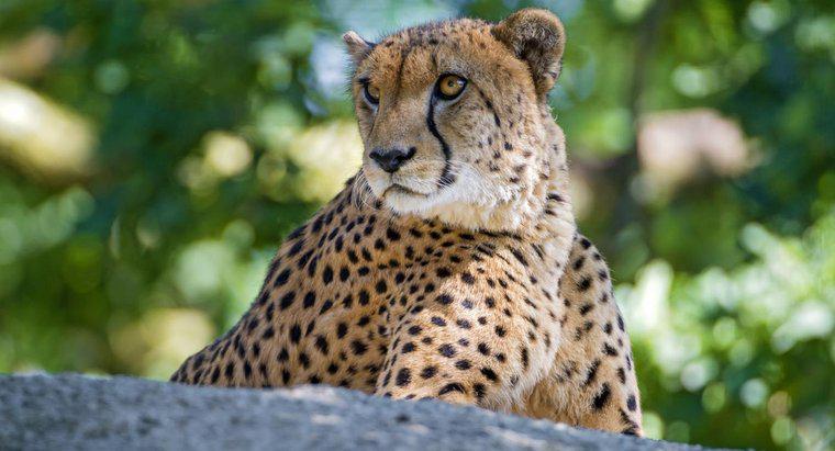 Jak długo żyje gepard?