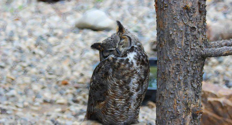 Czy Owls Hibernate?