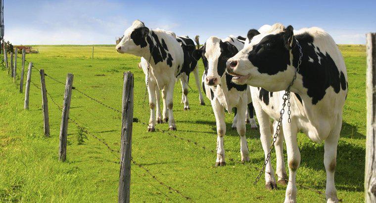 Ile mleka produkuje krowa Holstein?