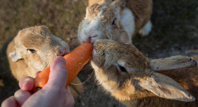 Czy możesz pozwolić, żeby męskie i żeńskie króliki żyły razem?