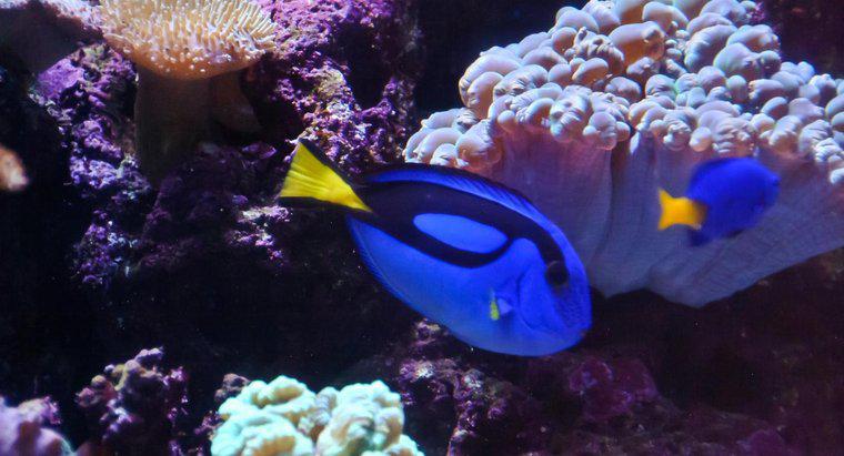 Jaki rodzaj ryb jest dory od znalezienia Nemo?
