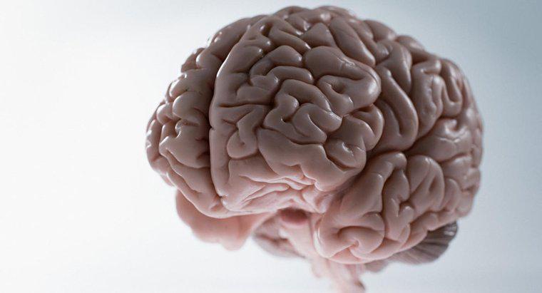 Jaka jest średnia waga ludzkiego mózgu?