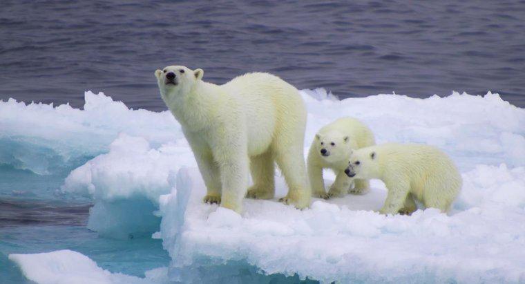 Co to jest nić ekologiczna niedźwiedzia polarnego?