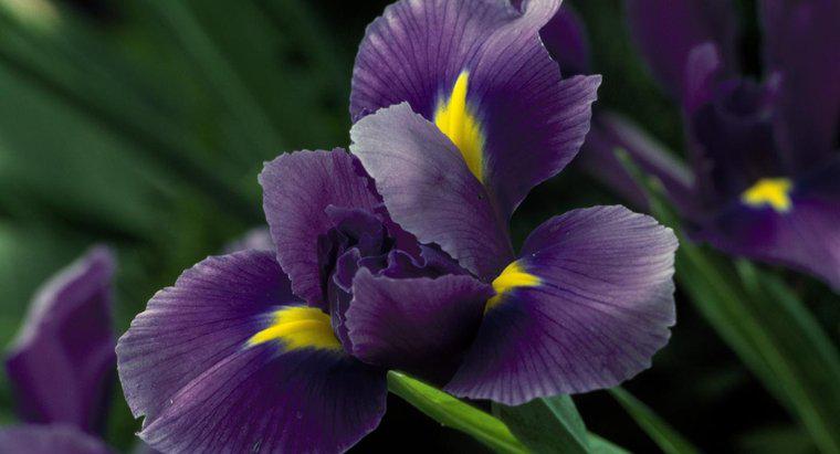 Kiedy Czy Iris Flowers Bloom?