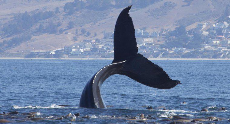 Jak nazywa się grupa wielorybów?