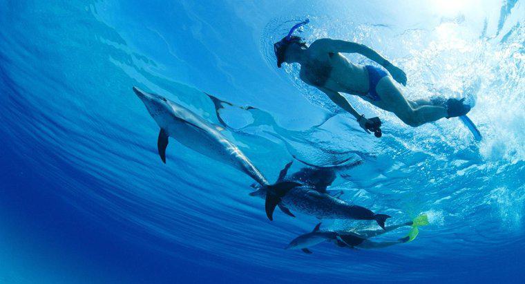 Czy delfiny są bardziej inteligentne niż ludzie?
