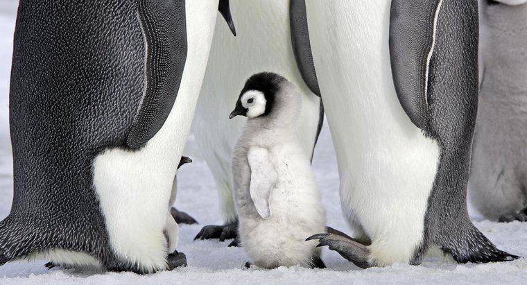 Czy pingwiny to ssaki?