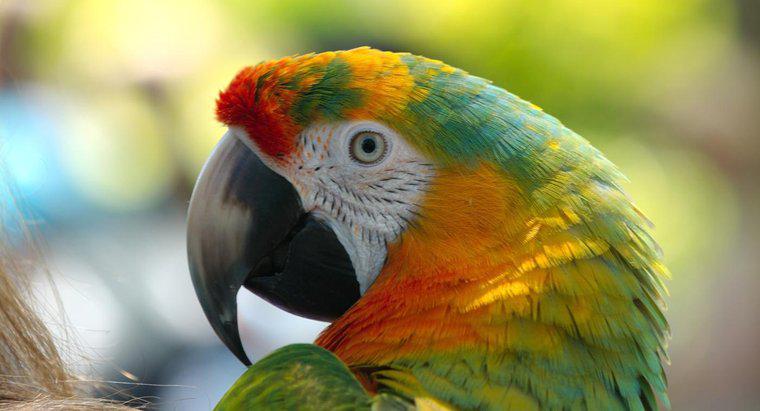 Jakie są drapieżniki papugi?