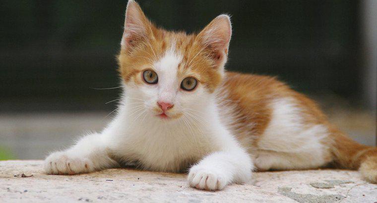 Jakie są interesujące fakty dotyczące kociąt i kotów?