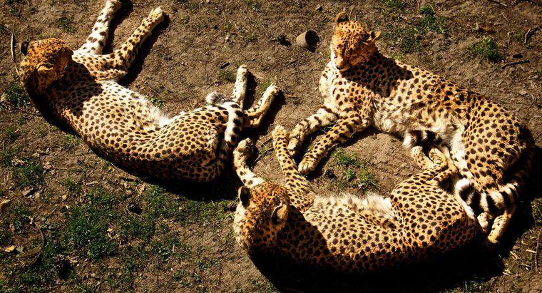 Jak nazywa się grupę gepardów?