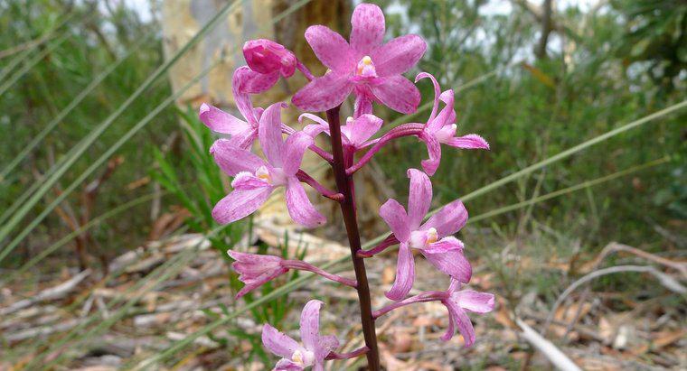 Co je orchidee w lesie deszczowym?