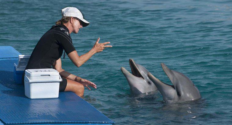 Jak rozmawiać o delfinach?