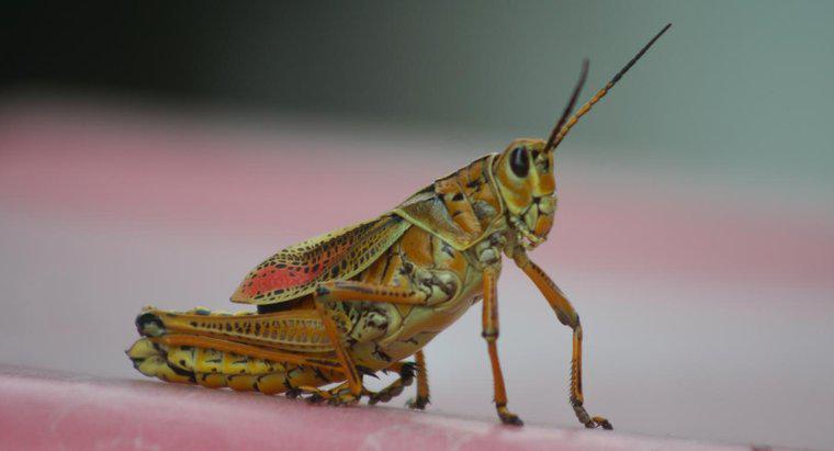 Co Grasshoppers jeść i pić?