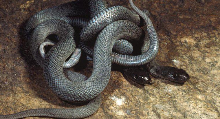 Jak nazywa się grupę węży?