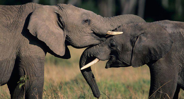 Co symbolizują słonie?