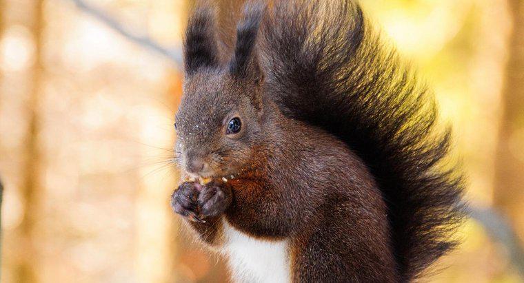Co wiewiórki jedzą i piją?