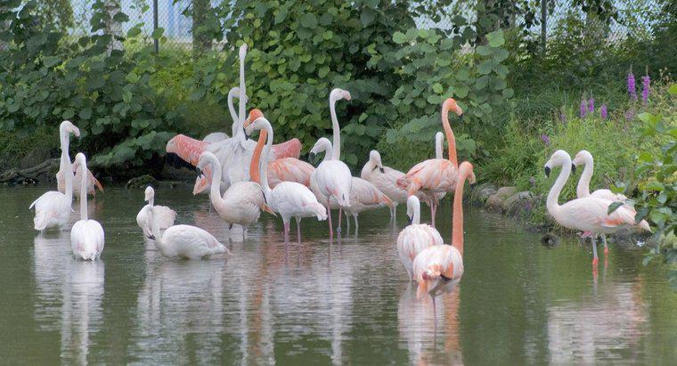 Czy flamingi są zagrożone?