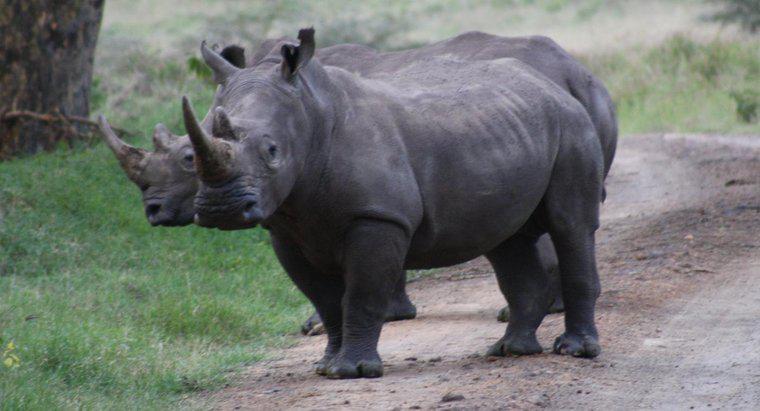 Co jeść Rhinos?