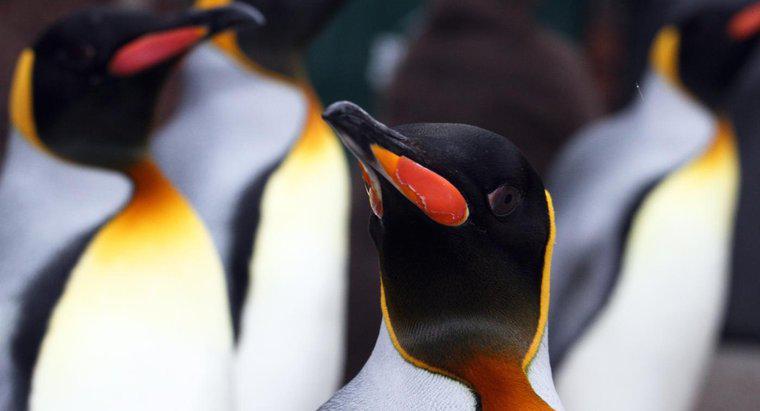 Co robią królowie pingwiny?