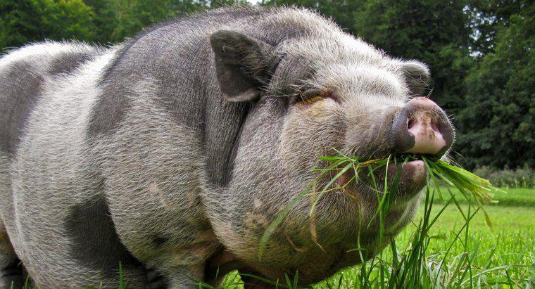 Co robią dzikie świnie?