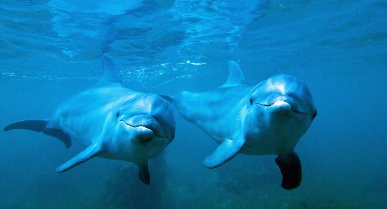 Jak odtwarzane są delfiny Bottlenose?