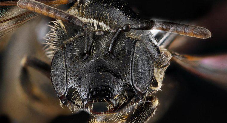 Ile oczu robią owady?