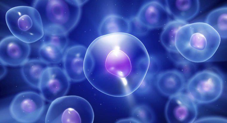 Dlaczego komórki potrzebują energii?