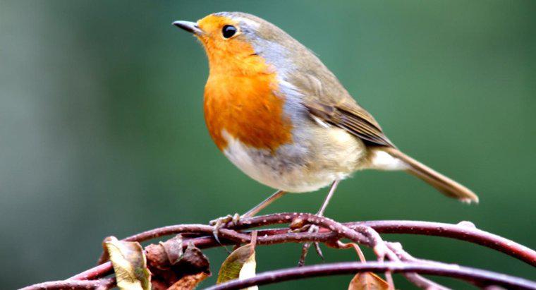 Gdzie można znaleźć wykres identyfikacji ptaków online?