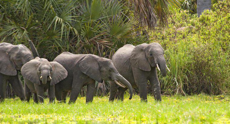 Ile waży przeciętny słoń afrykański?
