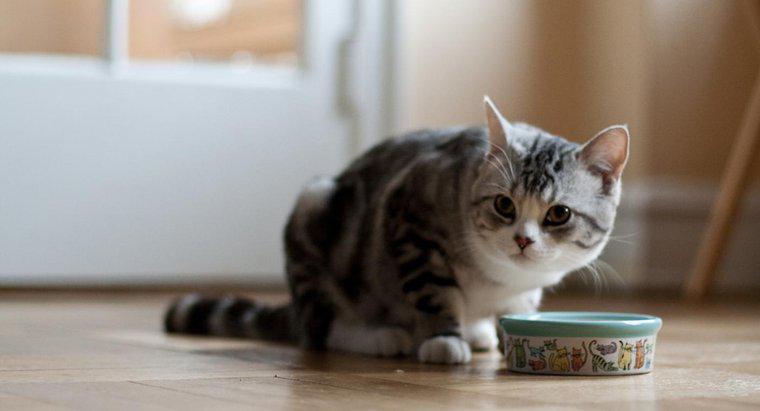 Jaka jest najlepsza karma dla kotów domowych?