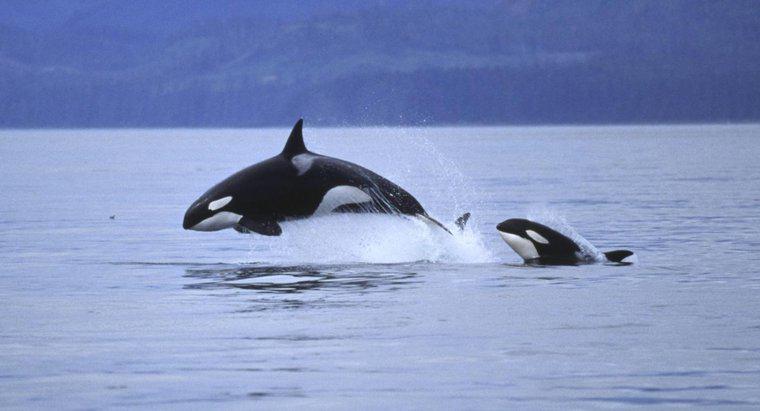 Dlaczego wieloryby wyskakują z wody?
