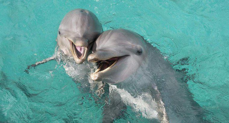 Jak długo żyją delfiny z Bottlenose?