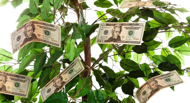 Jak podarować drzewo pieniędzy jako prezent?