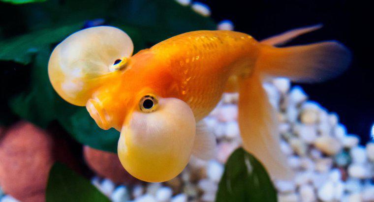 Dlaczego Goldfish usiąść na dnie czołgu?